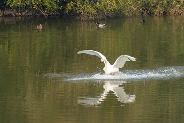 White Swan Flapping Wings on Calm Water Surface