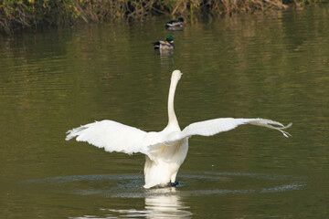 White Swan Spreading Wings on Water Surface