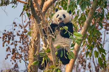 Giant Panda Eating Bamboo Leaves on Tree