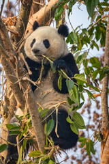 Giant Panda Eating Bamboo in Tree