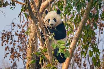 Giant Panda Climbing on Tree in Natural Habitat