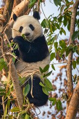 Giant Panda on Tree Eating Leaves