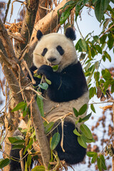 Giant Panda Eating Leaves on Tree Branch
