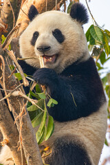 Giant Panda Eating Bamboo on Tree Branch