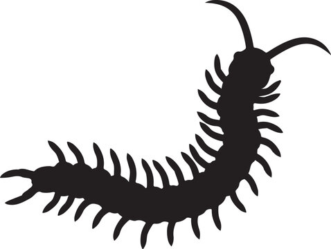Centipede Silhouette in Vector