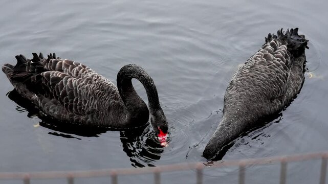 Pair of black swans feed and splash around near the shore of pond in the cold winter water behind metal park fence. Cygnus atratus