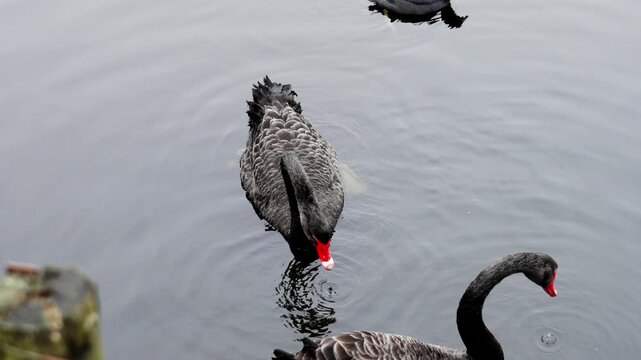 A pair of black swans with red beaks swim on the surface of the pond and feed by dipping their heads underwater. Cygnus atratus