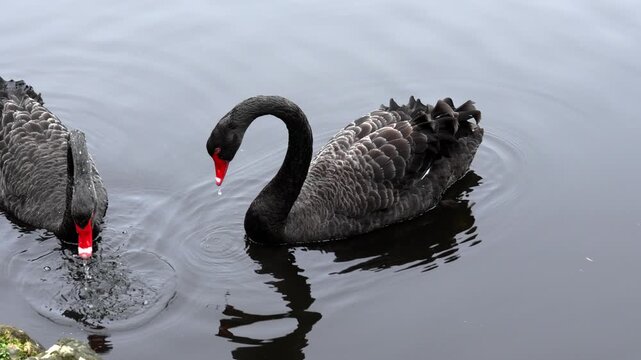 Two graceful black swans near the rocky shore of a park pond close up. Cygnus atratus