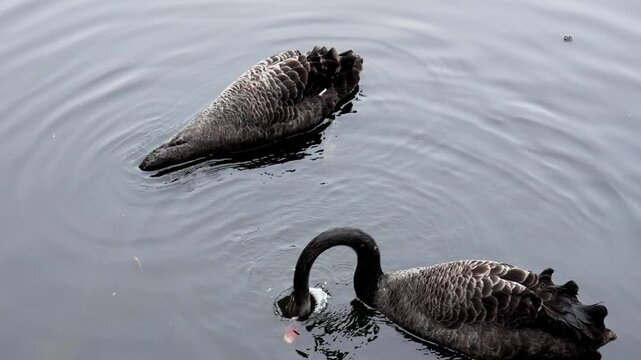Close-up of black swans feeding and diving on the surface of a lake. Cygnus atratus