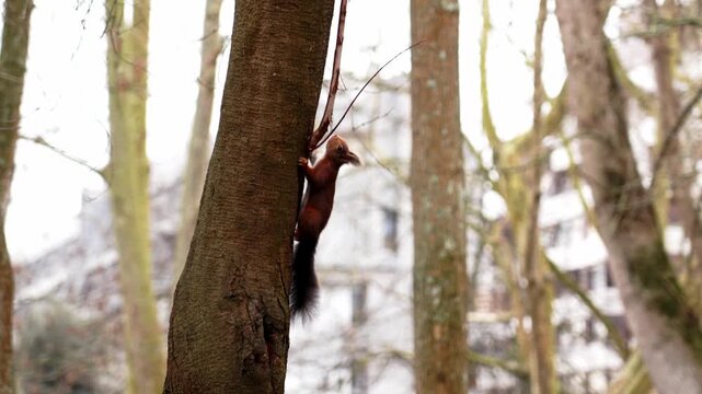 A red squirrel running along a tree trunk in a city park. Slow motion