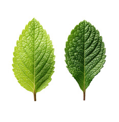 Fototapeta premium Two mint leaves, slightly different shades of green, displayed against a black background. Close-up view, highlighting the texture and shape of the leaves. 