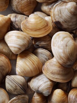 Macro background of fresh raw vongole clams texture top view