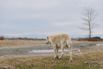 Obraz premium Dog walking through a barren outdoor scene with puddles, dry grass and a distant tree on a desolate landscape, capturing solitude, resilience and quiet mood in a natural moment