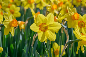 Obraz premium yellow daffodil with orange heart against the light