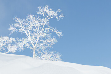 Bright white snow and ice covered tree and blue sky, Hokkaido, Japan