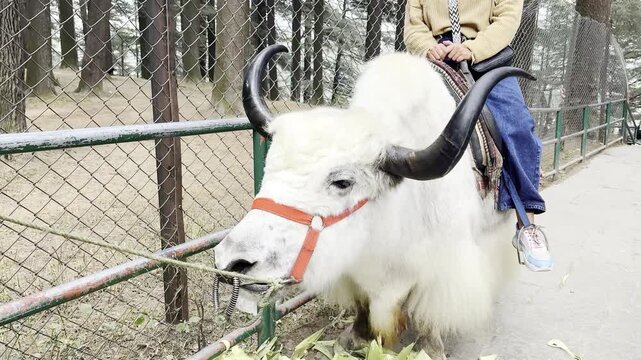 a white yak with curved black horns standing in an enclosure, showcasing Himalayan livestock and mountain animal life.