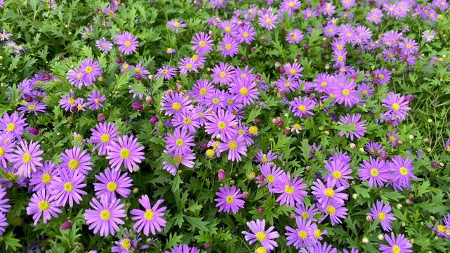 Purple wild aster flowers blooming across a lush green meadow. Peaceful autumn scenery with natural light, seasonal flora, and fresh outdoor atmosphere.