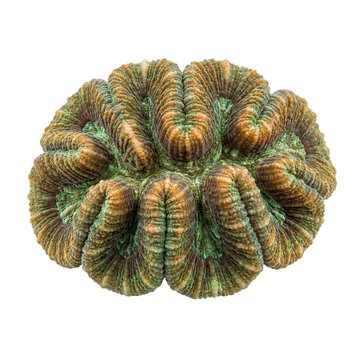 Trachyphyllia coral displaying thick, folded ridges with earthy green and golden tones, showcasing a fleshy, brain-like structure and rich surface texture of a reef coral.