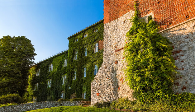 Historic Wawel royal castle covered with ivy with Sandomierz tower architecture in Krak&oacute;w