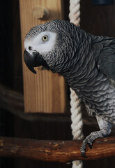 Fototapeta premium African Grey Parrot Perched On Wooden Branch With Rope Background