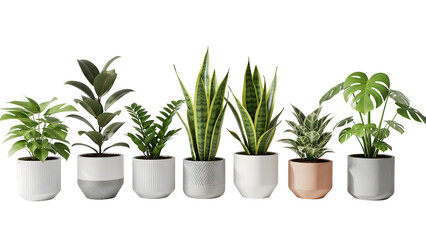 Obraz premium Assortment of seven potted houseplants in modern white and gray planters potted plants