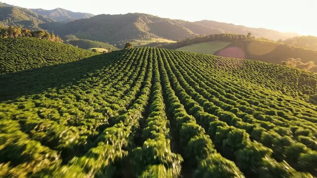 Sweeping aerial drone shot gliding over vast emerald rows of mature coffee plantation bushes stretching into rolling green mountainous terrain organic, drone, brazil