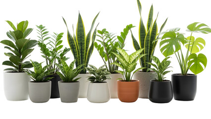 Fototapeta premium Collection of Assorted Potted Houseplants on Black Background graphic (283