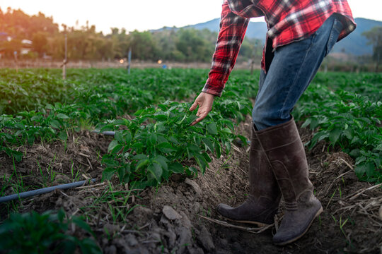 Farmer working in cultivated field inspection growth of potato crops.