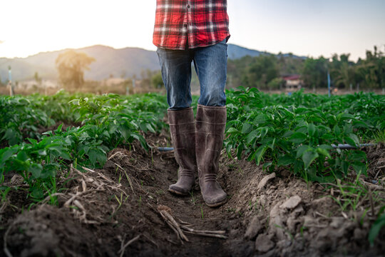 Close up boots, Farmer standing and working in cultivated field inspection growth of potato crops.