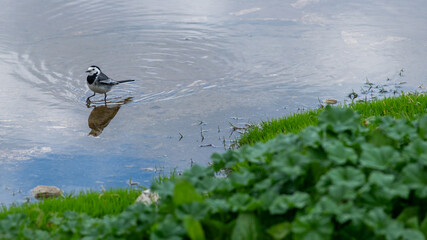 White wagtail standing in shallow water with reflection