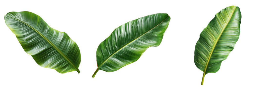 Three lush green banana leaves with prominent veins and yellow accents isolated on a transparent background