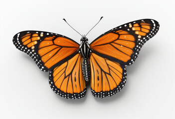 Obraz premium Monarch butterfly with open wings, top view, white background, macro photography