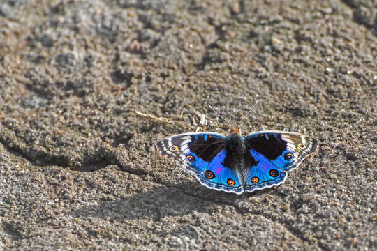 A Blue Pansy butterfly (Junonia orithya Linnaeus) seated on ground by spreading its beautiful wings, a close up top view of open wings with beautiful colour in an amazing abstract nature background