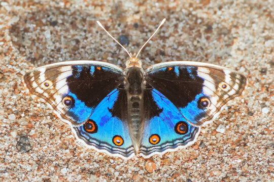 A Blue Pansy butterfly (Junonia orithya Linnaeus) seated on ground by spreading its beautiful wings, a close up top view of open wings with beautiful colour and pattern, Bankura, West Bengal, India
