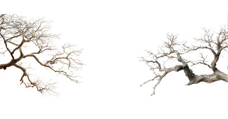 Obraz premium Leafless winter tree branches with intricate twigs isolated on transparent background