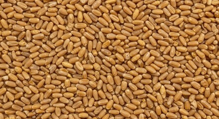 Fototapeta premium Detailed macro texture of countless golden dried wheat kernels scattered uniformly across a flat surface, suitable for copy space ,backdrop ,wheat ,nature