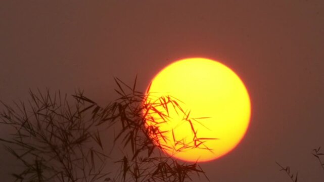 Sunrise pass bamboo