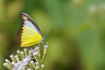 Fototapeta premium A Chocolate Albatross butterfly (Appias lyncida) seated on flower, close up side view in blurred background for wallpaper, Jayanti buxa, West Bengal, India. Which is found in South and South East Asia