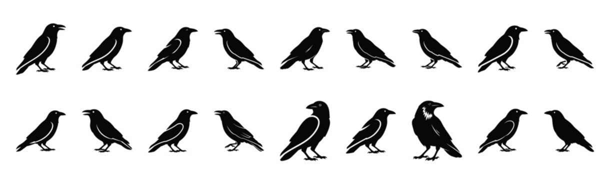 crow standing pose silhouette illustration collection. Animals drawing illustration isolated on white background.