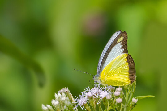 A Chocolate Albatross butterfly (Appias lyncida) seated on flower, close up side view in blurred background for wallpaper, Jayanti buxa, West Bengal, India. Which is found in South and South East Asia