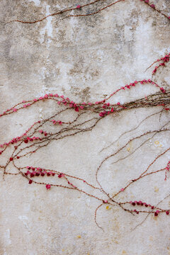 Red vines climbing an aged textured wall