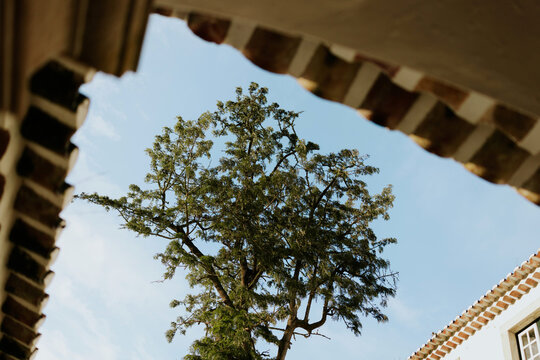 Tree viewed through architectural arch against sky