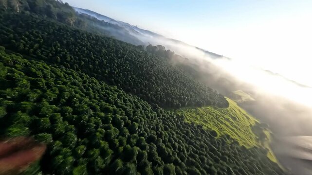 Stylized high aerial drone sweeping shot flying low across an immense abstract textured dark green coffee plantation landscape during a foggy morning coffee beans, abstract textured, wide shot