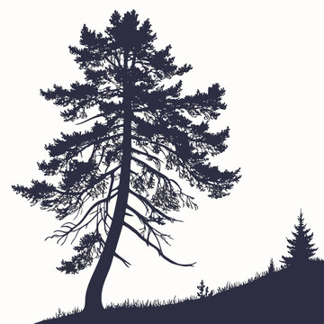Silhouette of a tall pine tree on a hill
