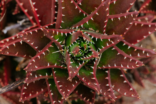 Close-up of a vibrant red and green succulent plant