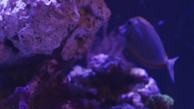 Colorful fish swim gracefully around coral formations in a captivating marine aquarium. The underwater beauty highlights unique aquatic life and stunning vibrant colors that inspire wonder.