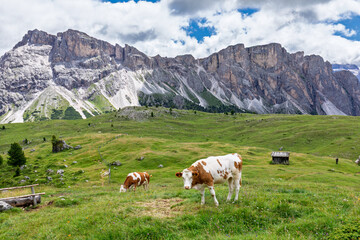 Cattle grazing in Alpine pastures under Dolomites peaks, Italy