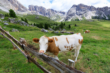 Cow grazing behind wooden fence in Dolomites Alpine meadow, Italy