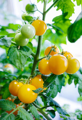 Yellow tomatoes ripen on the branch.