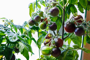 Black tomatoes ripen on the branch